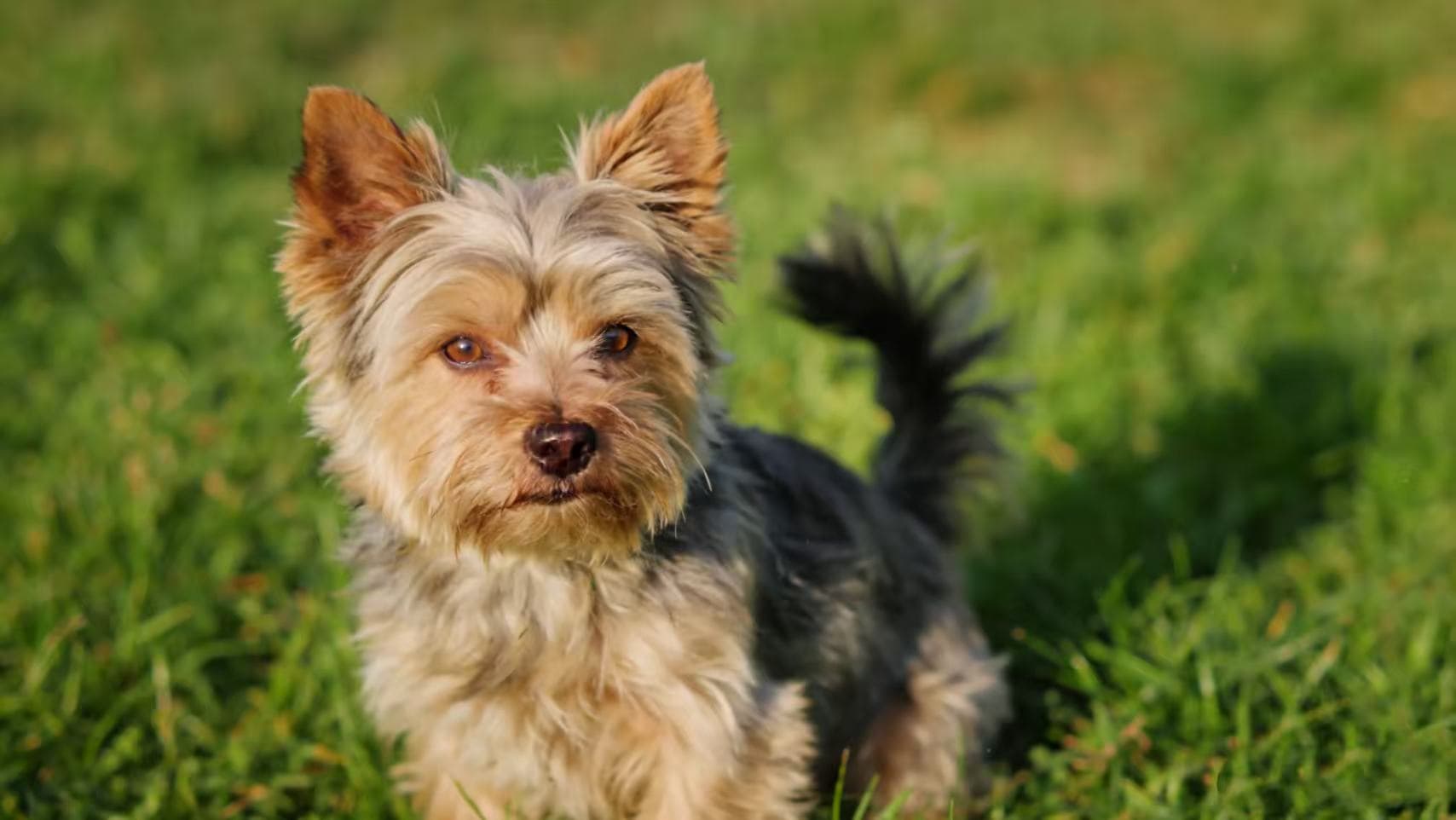 Dreaming of Dog - Meaning & Interpretation